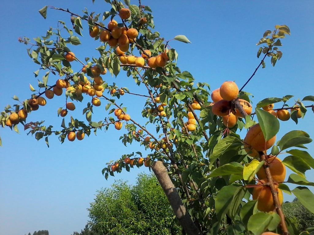 Il Giuggiolo Bed & Breakfast Conegliano Room photo