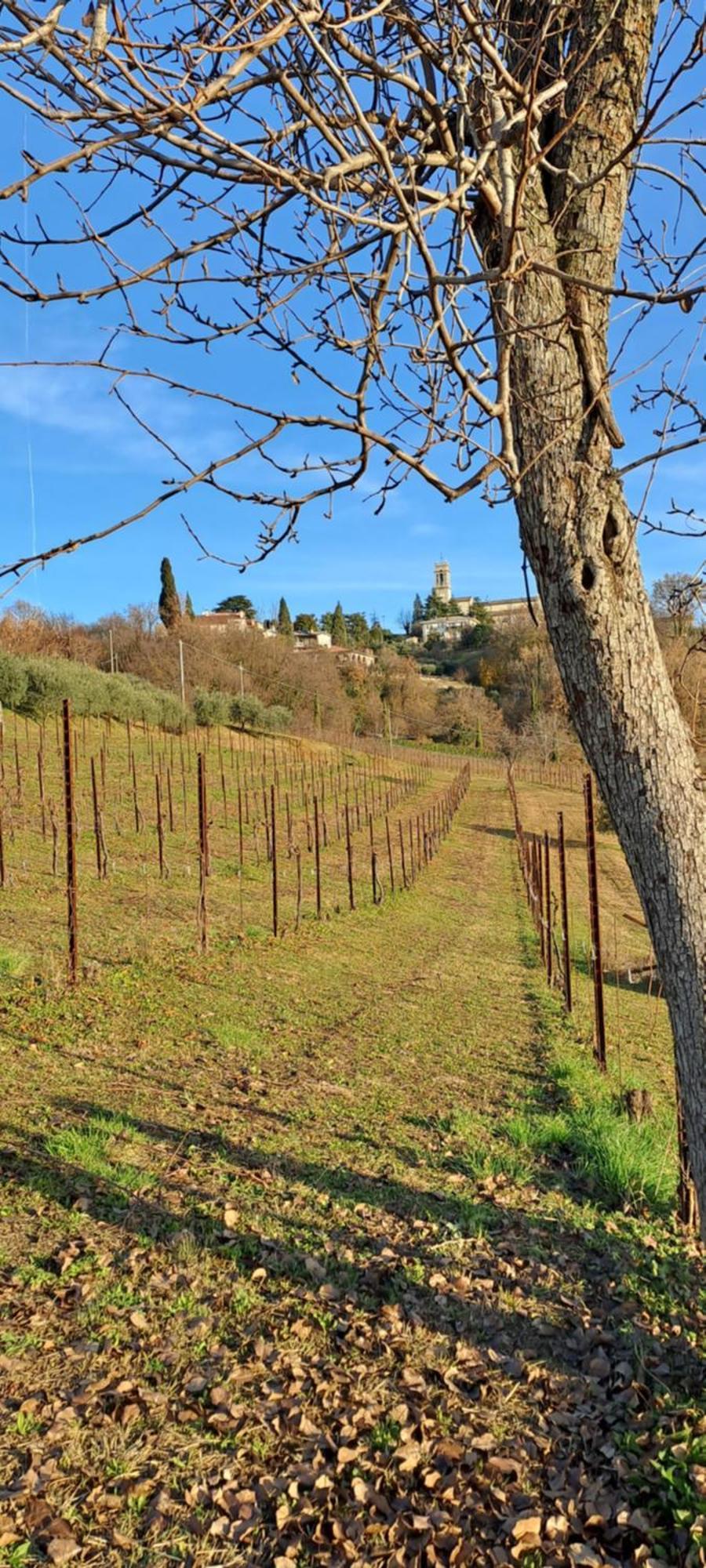 Il Giuggiolo Bed & Breakfast Conegliano Exterior photo