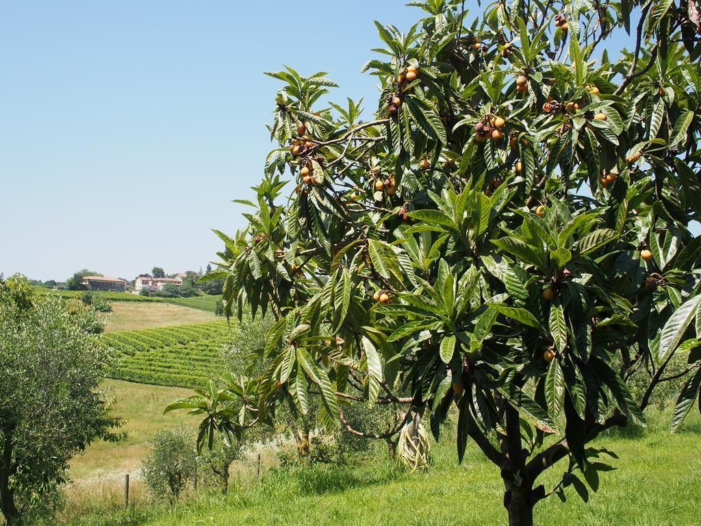 Il Giuggiolo Bed & Breakfast Conegliano Exterior photo